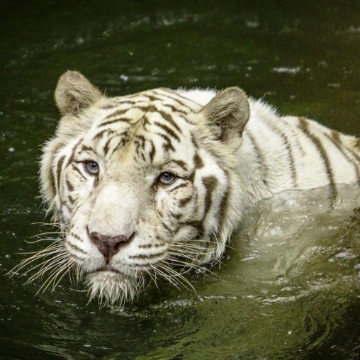 Скачать бесплатные живые обои Животные для Андроид на рабочий стол планшета: White tiger: Water touch.