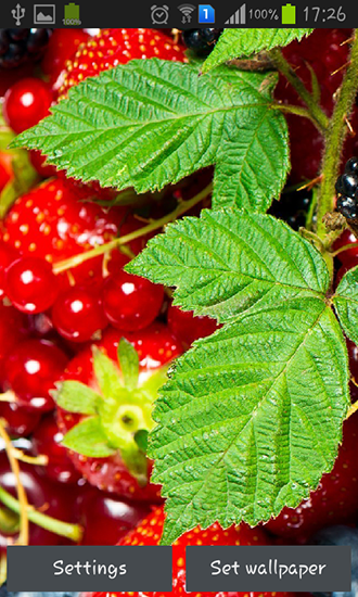 Wild berries - скачать живые обои на Андроид 4.1.1 телефон бесплатно.
