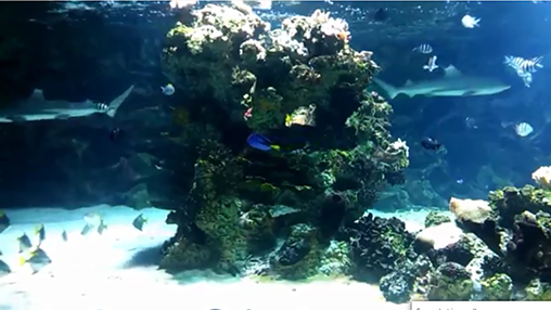 Скачать Aquarium with sharks - бесплатные живые обои для Андроида на рабочий стол.
