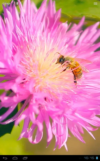 Скачать Bee on a clover flower 3D - бесплатные живые обои для Андроида на рабочий стол.