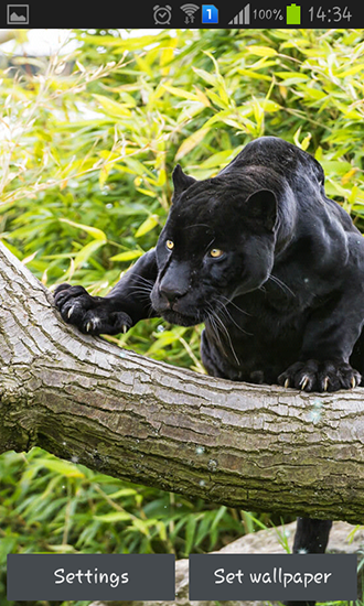 Скачать Black panther - бесплатные живые обои для Андроида на рабочий стол.
