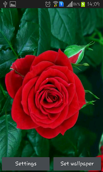 Скачать Blooming red rose - бесплатные живые обои для Андроида на рабочий стол.