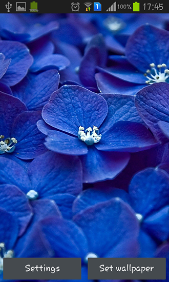 Скачать Blue flowers - бесплатные живые обои для Андроида на рабочий стол.