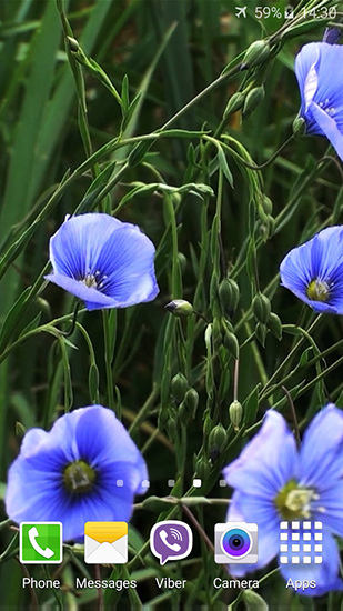Скачать Blue flowers by Jacal video live wallpapers - бесплатные живые обои для Андроида на рабочий стол.