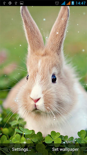 Скриншот экрана Bunny by Live Wallpapers Gallery на телефоне и планшете.