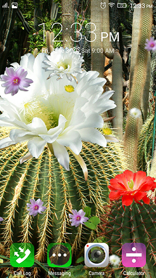 Скачать Cactus flowers - бесплатные живые обои для Андроида на рабочий стол.