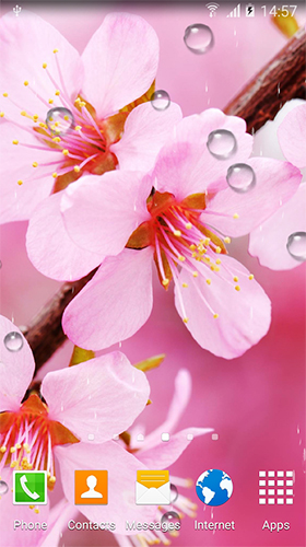 Скриншот экрана Cherry in blossom by BlackBird Wallpapers на телефоне и планшете.