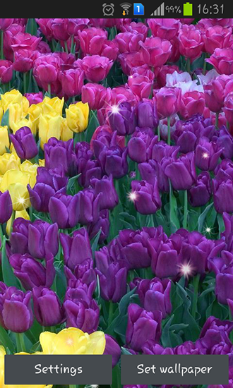 Скачать Colorful tulips - бесплатные живые обои для Андроида на рабочий стол.