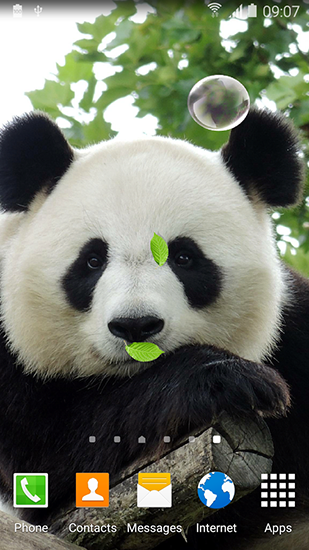 Скачать Cute panda - бесплатные живые обои для Андроида на рабочий стол.