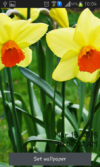 Скачать Daffodils - бесплатные живые обои для Андроида на рабочий стол.