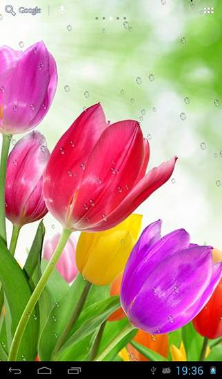 Скачать Drops on tulips - бесплатные живые обои для Андроида на рабочий стол.
