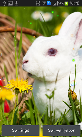 Скачать Easter bunnies 2015 - бесплатные живые обои для Андроида на рабочий стол.