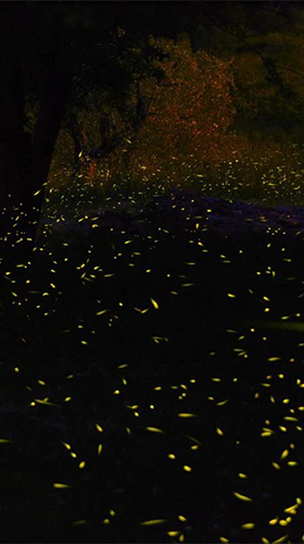 Скриншот экрана Fireflies 3D by Live Wallpaper HD 3D на телефоне и планшете.