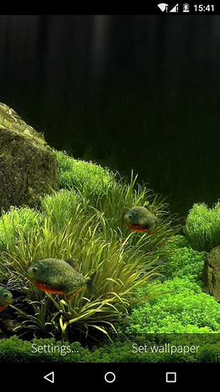 Скачать Fish aquarium 3D - бесплатные живые обои для Андроида на рабочий стол.