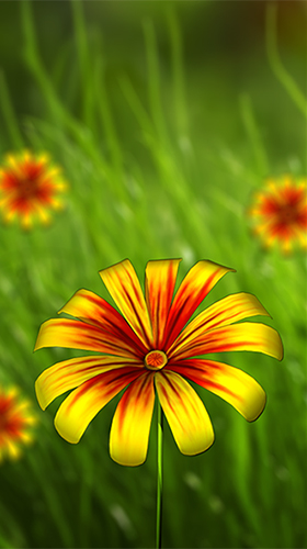 Скриншот экрана Flower 360 3D на телефоне и планшете.
