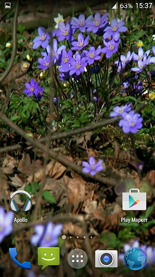 Скачать Forest flowers - бесплатные живые обои для Андроида на рабочий стол.