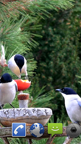 Скриншот экрана Garden birds на телефоне и планшете.