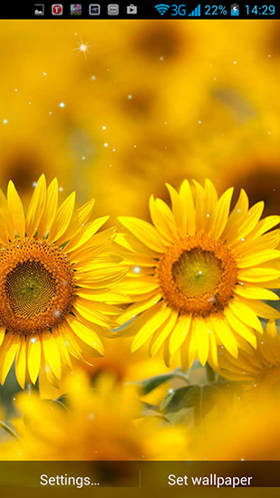 Скачать Golden sunflower - бесплатные живые обои для Андроида на рабочий стол.
