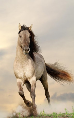 Скачать Horses - бесплатные живые обои для Андроида на рабочий стол.