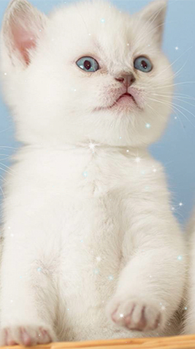 Скриншот экрана Kittens by Wallpaper qHD на телефоне и планшете.