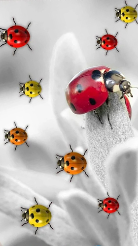 Скриншот экрана Ladybugs by 3D HD Moving Live Wallpapers Magic Touch Clocks на телефоне и планшете.
