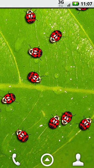 Скачать Ladybugs - бесплатные живые обои для Андроида на рабочий стол.