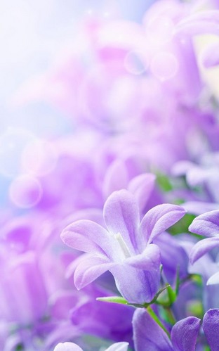 Скачать Lilac flowers - бесплатные живые обои для Андроида на рабочий стол.