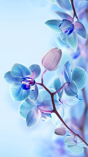 Скриншот экрана Orchid by Creative Factory Wallpapers на телефоне и планшете.
