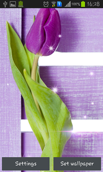 Скачать Purple tulips - бесплатные живые обои для Андроида на рабочий стол.