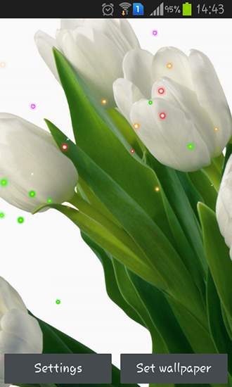 Скачать Springs lilie and tulips - бесплатные живые обои для Андроида на рабочий стол.