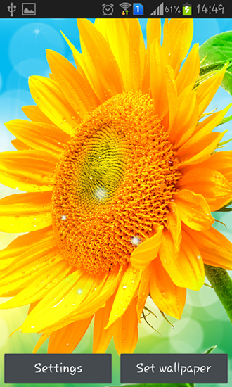 Скачать Sunflower by Creative factory wallpapers - бесплатные живые обои для Андроида на рабочий стол.
