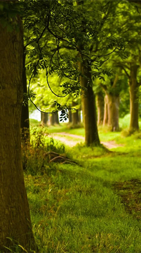 Скриншот экрана Sunny forest на телефоне и планшете.