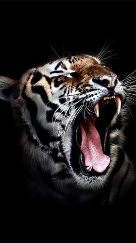 Скриншот экрана Tigers by Live Wallpaper HD 3D на телефоне и планшете.