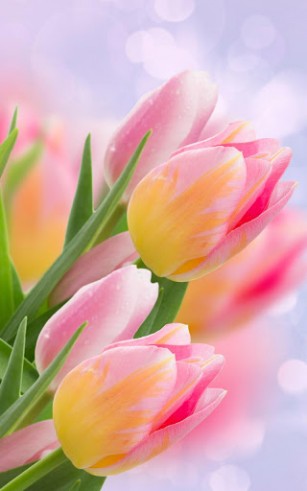 Скачать Tulips - бесплатные живые обои для Андроида на рабочий стол.