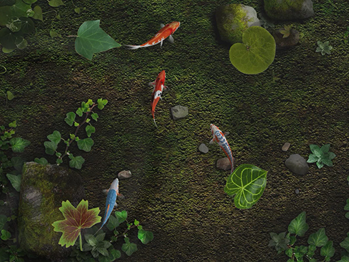 Скачать Water koi fish pond - бесплатные живые обои для Андроида на рабочий стол.