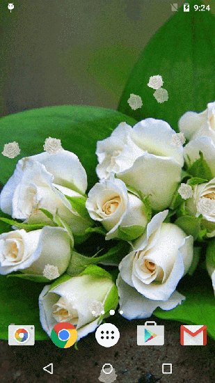 Скачать White rose - бесплатные живые обои для Андроида на рабочий стол.
