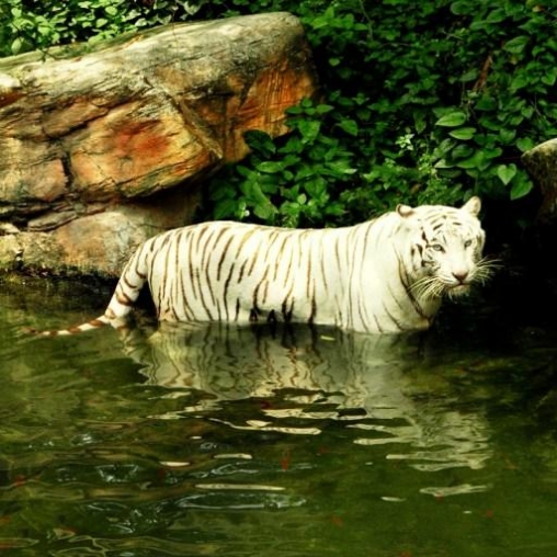 Скачать White tiger: Water touch - бесплатные живые обои для Андроида на рабочий стол.