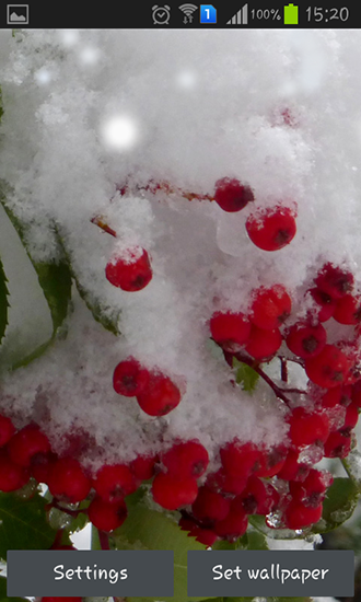 Скачать Winter berry - бесплатные живые обои для Андроида на рабочий стол.