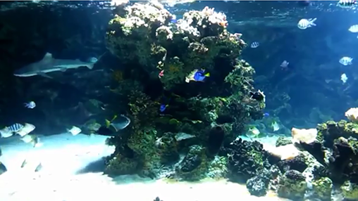 Скриншот экрана Aquarium with sharks на телефоне и планшете.