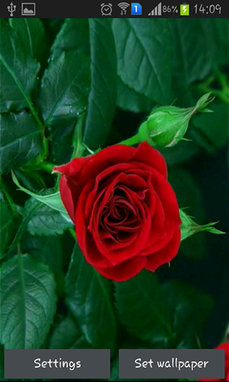 Скриншот экрана Blooming red rose на телефоне и планшете.