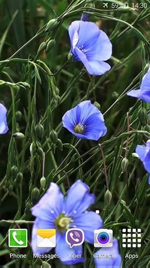 Скриншот экрана Blue flowers by Jacal video live wallpapers на телефоне и планшете.