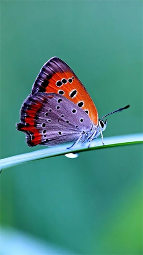 Butterfly by HQ Awesome Live Wallpaper