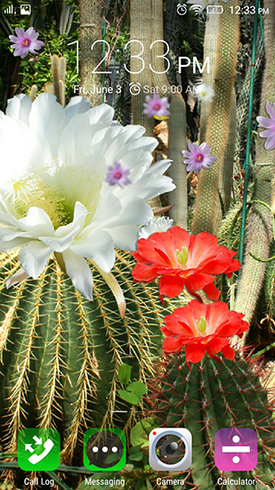 Скриншот экрана Cactus flowers на телефоне и планшете.