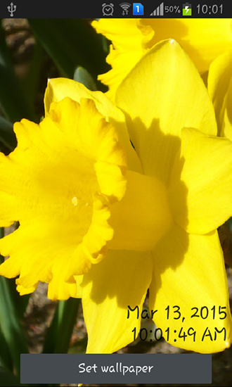 Скриншот экрана Daffodils на телефоне и планшете.