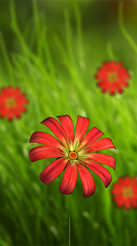 Flower 360 3D
