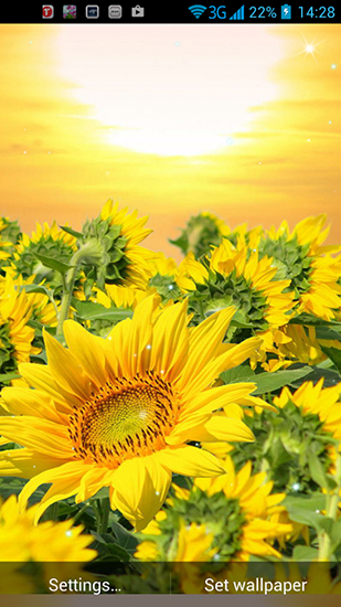 Скриншот экрана Golden sunflower на телефоне и планшете.