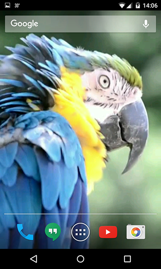 Скриншот экрана Parrots на телефоне и планшете.
