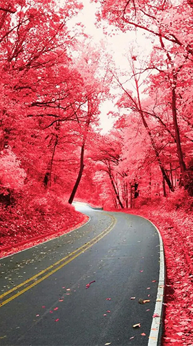 Pink forest