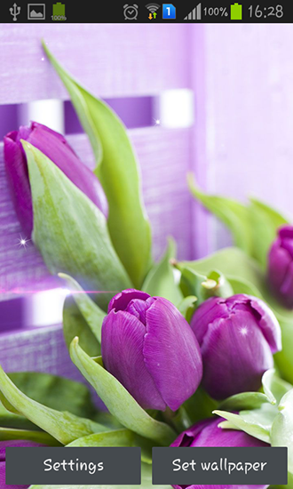 Скриншот экрана Purple tulips на телефоне и планшете.