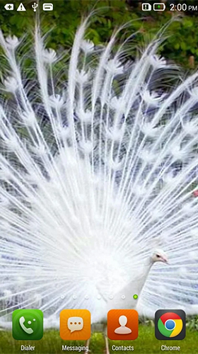 Queen peacock